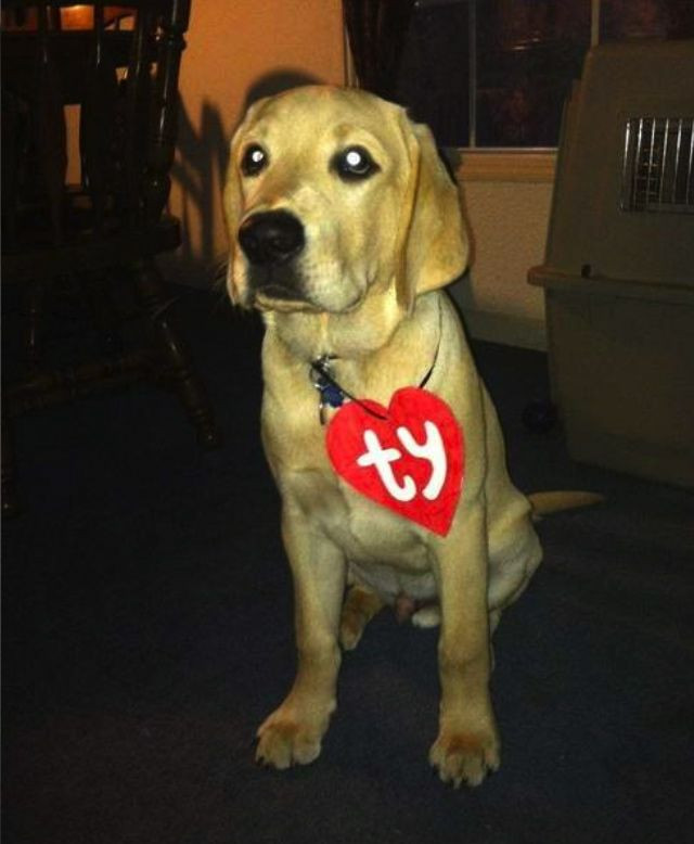 Best ideas about DIY Halloween Costume For Dogs
. Save or Pin TY puppy great simple costume idea Now.