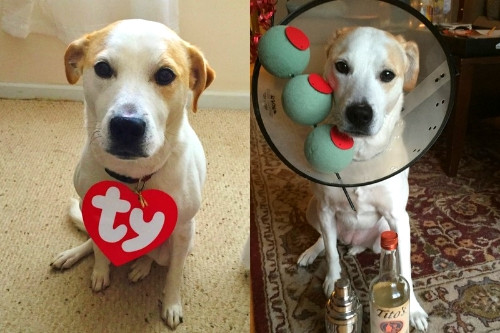 Best ideas about DIY Halloween Costume For Dogs
. Save or Pin 5 easy & cheap DIY Halloween costumes for your dog and Now.