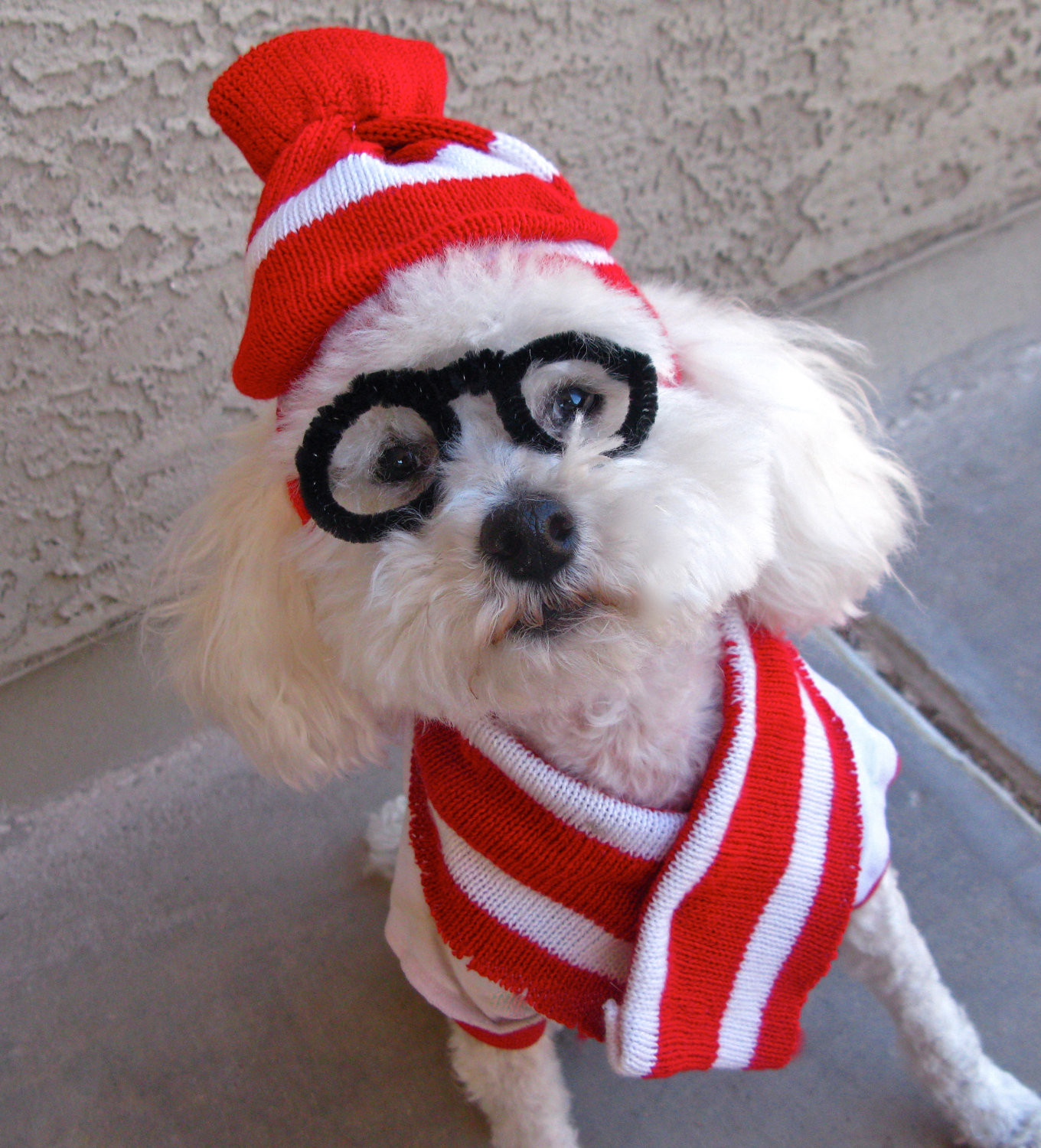 Best ideas about DIY Halloween Costume For Dogs
. Save or Pin Last Minute DIY Halloween Costumes for Your Dog Broke Now.