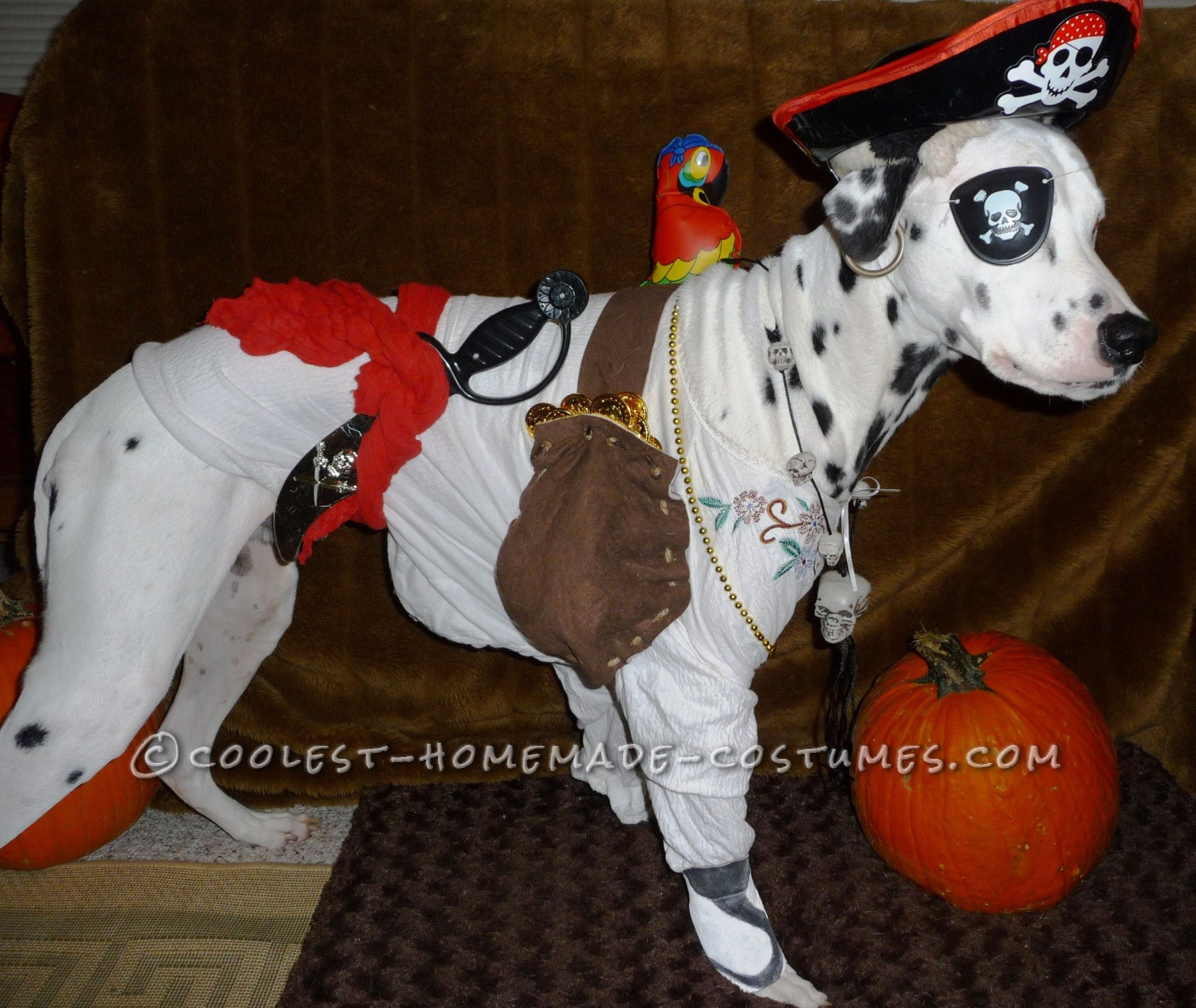 Best ideas about DIY Halloween Costume For Dogs
. Save or Pin Cool Homemade Pirate Costume for a Dog Pinterest Now.