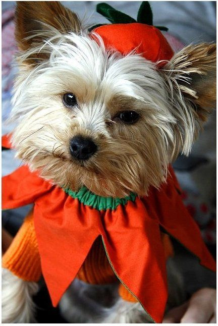 Best ideas about DIY Halloween Costumes For Dogs
. Save or Pin DIY Dog Halloween Costumes Now.