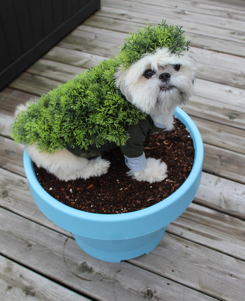 Best ideas about DIY Halloween Costumes For Dogs
. Save or Pin DIY Halloween Costumes for Dogs Chia Pet Now.