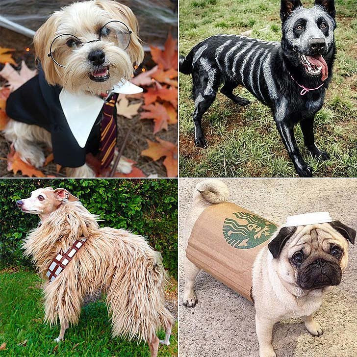 Best ideas about DIY Halloween Costumes For Dogs
. Save or Pin DIY Halloween Costumes For Dogs Now.