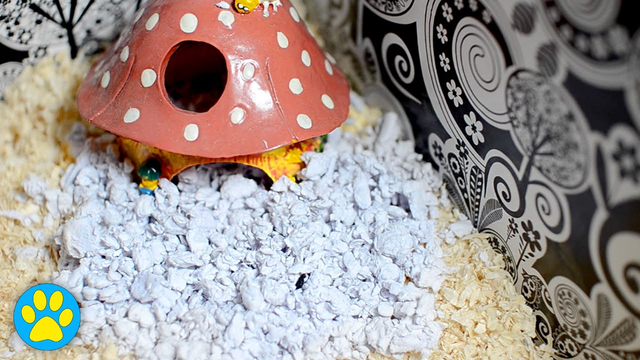 Best ideas about DIY Hamster Bedding
. Save or Pin Easy DIY Paper Bedding For Hamsters Mice & More Now.