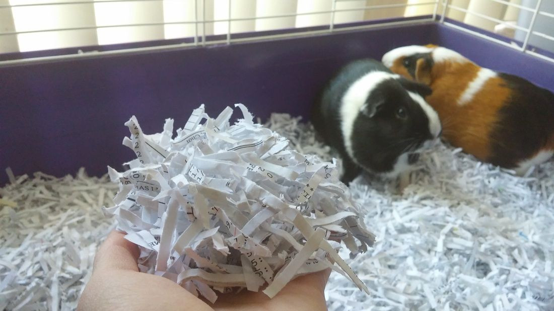 Best ideas about DIY Hamster Bedding
. Save or Pin Pet Hacks DIY Guinea Pig Bedding recycled shredded paper Now.