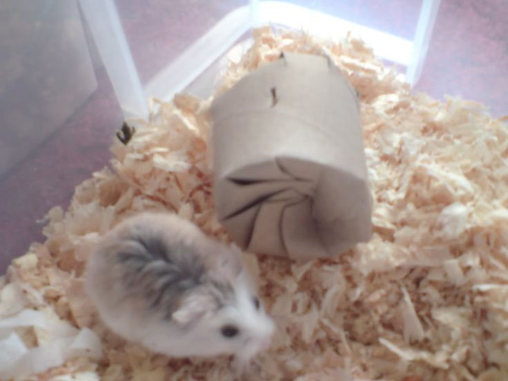 Best ideas about DIY Hamster Bedding
. Save or Pin Diy Hamster Bedding Now.