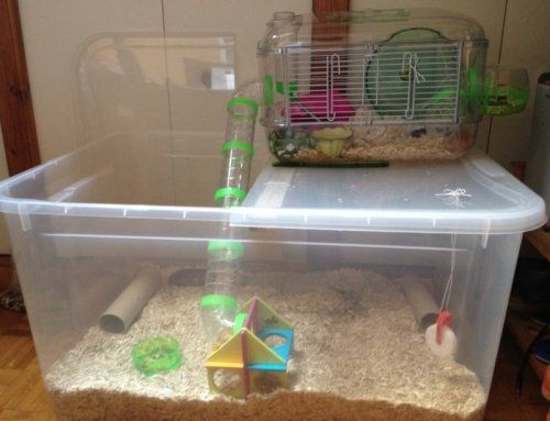 Best ideas about DIY Hamster Bin Cage
. Save or Pin Bin cages … Now.