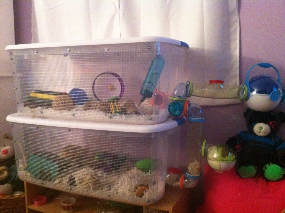 Best ideas about DIY Hamster Bin Cage
. Save or Pin DIY bin cage for a hamster Hamster Ideas Now.