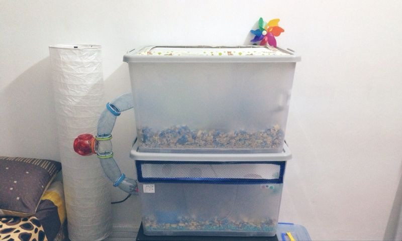 Best ideas about DIY Hamster Bin Cage
. Save or Pin DIY Bin Cage Service in Singapore Dwarf Hamster Blog Now.