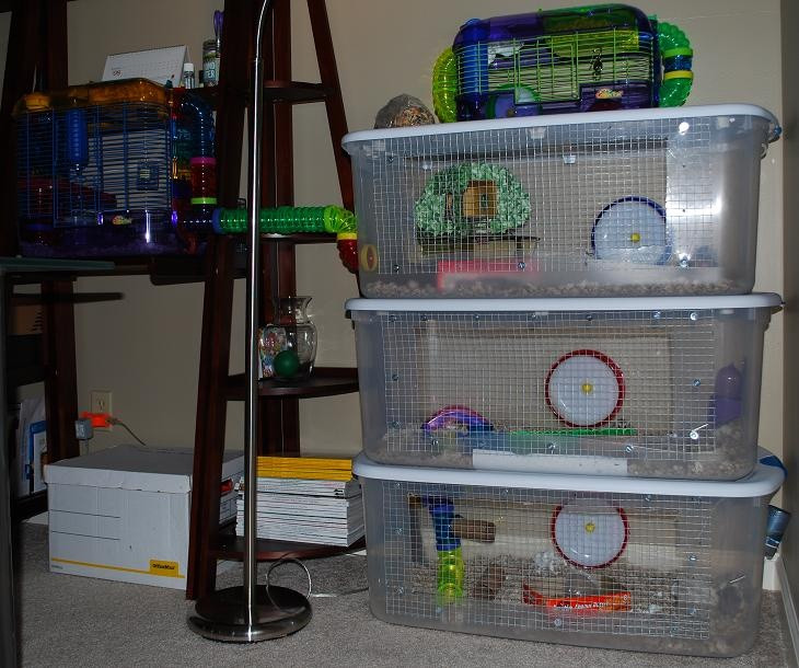 Best ideas about DIY Hamster Bin Cage
. Save or Pin Clever use of plastic bins to make a hamster cage Also Now.