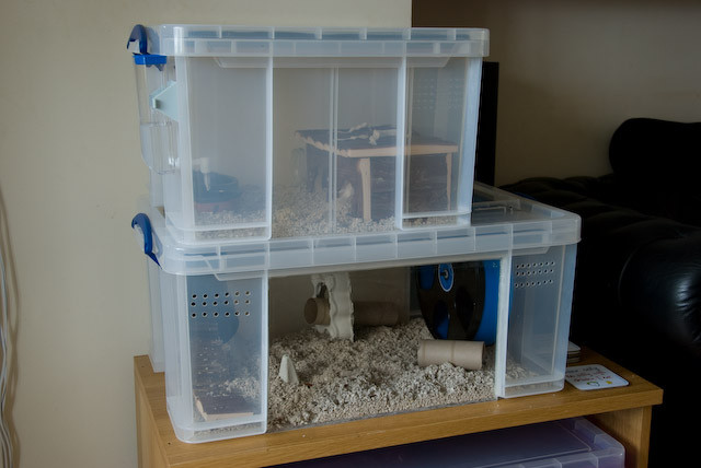 Best ideas about DIY Hamster Bin Cage
. Save or Pin DIY Bin Cage aka Chib Towers Hamster Central Now.