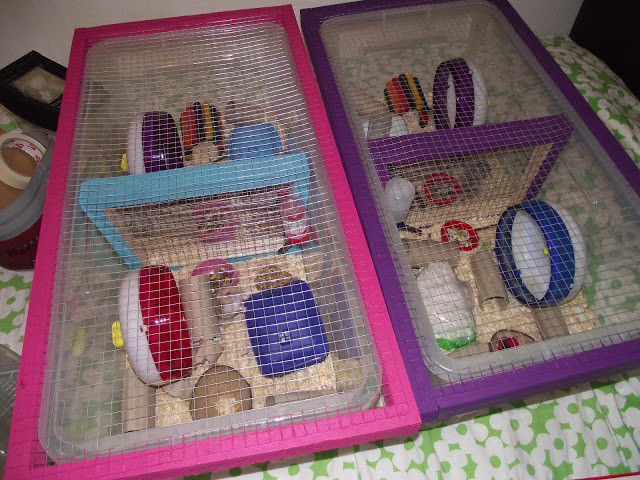 Best ideas about DIY Hamster Bin Cage
. Save or Pin The Whiskerteers Homemade Bin Cages Now.