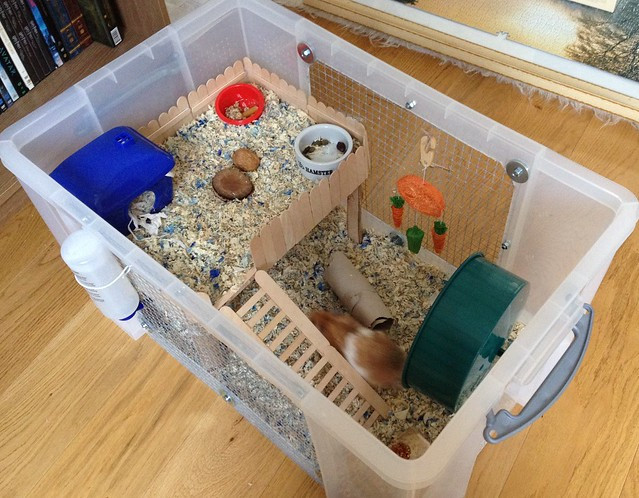 Best ideas about DIY Hamster Bin Cage
. Save or Pin Proud of your hamsters cage Page 599 Supplies Now.