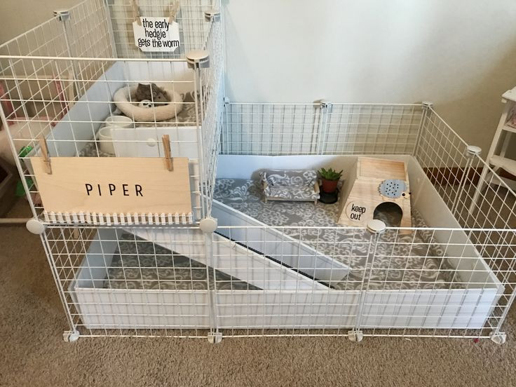 Best ideas about DIY Hedgehog Cage
. Save or Pin Best 25 Hedgehog cage ideas on Pinterest Now.