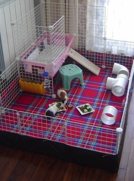 Best ideas about DIY Hedgehog Cage
. Save or Pin Make Your Own DIY Hedgehog Cage Now.