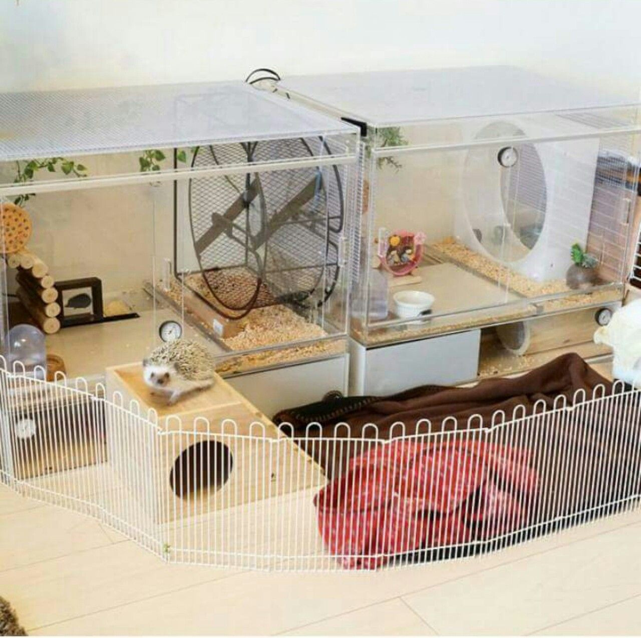 Best ideas about DIY Hedgehog Cage
. Save or Pin hedgehog cage … … Hedgehog LOVE Now.