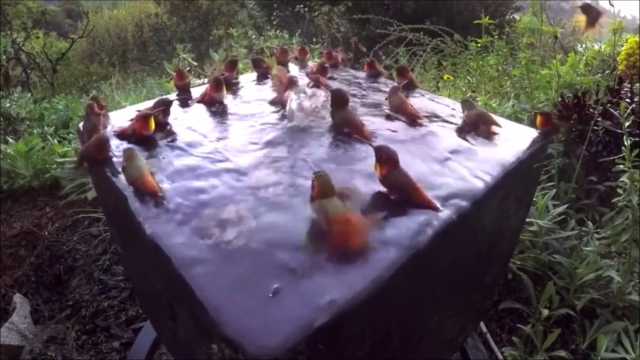Best ideas about DIY Hummingbird Bath
. Save or Pin Humming Bird Bird Bath Now.
