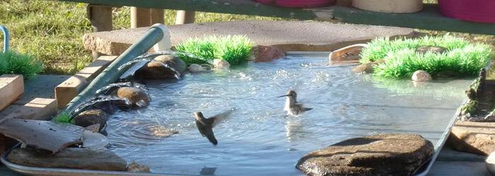 Best ideas about DIY Hummingbird Bath
. Save or Pin Make Your Garden a Hummingbird Haven Now.