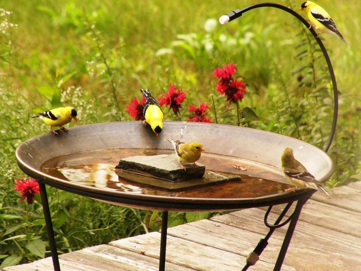 Best ideas about DIY Hummingbird Bath
. Save or Pin 245 best Bird Baths images on Pinterest Now.