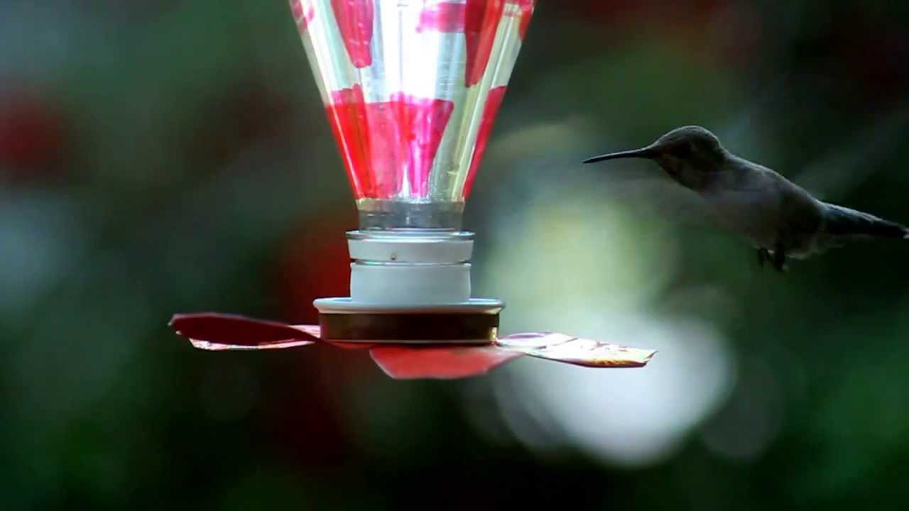 Best ideas about DIY Hummingbird Feeder
. Save or Pin DIY Hummingbird Feeder Now.