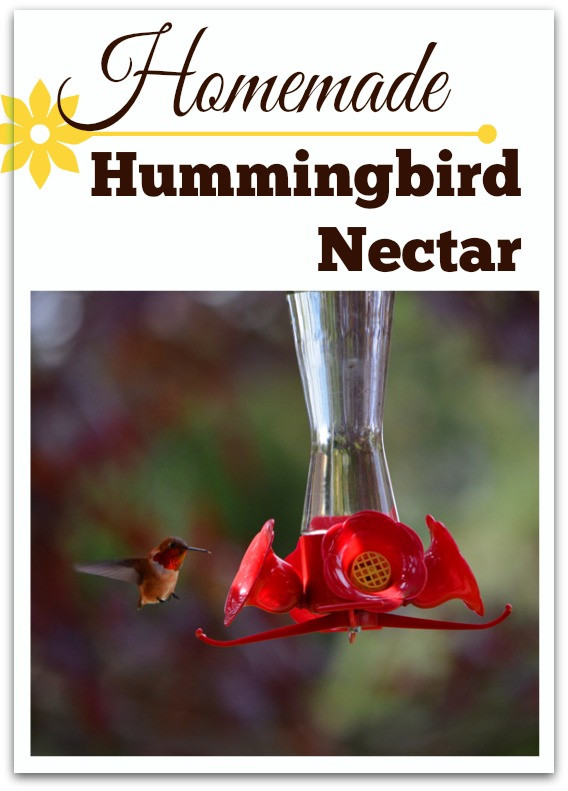 Best ideas about DIY Hummingbird Food
. Save or Pin Homemade Hummingbird Food Nectar Recipe Queen Bee Coupons Now.