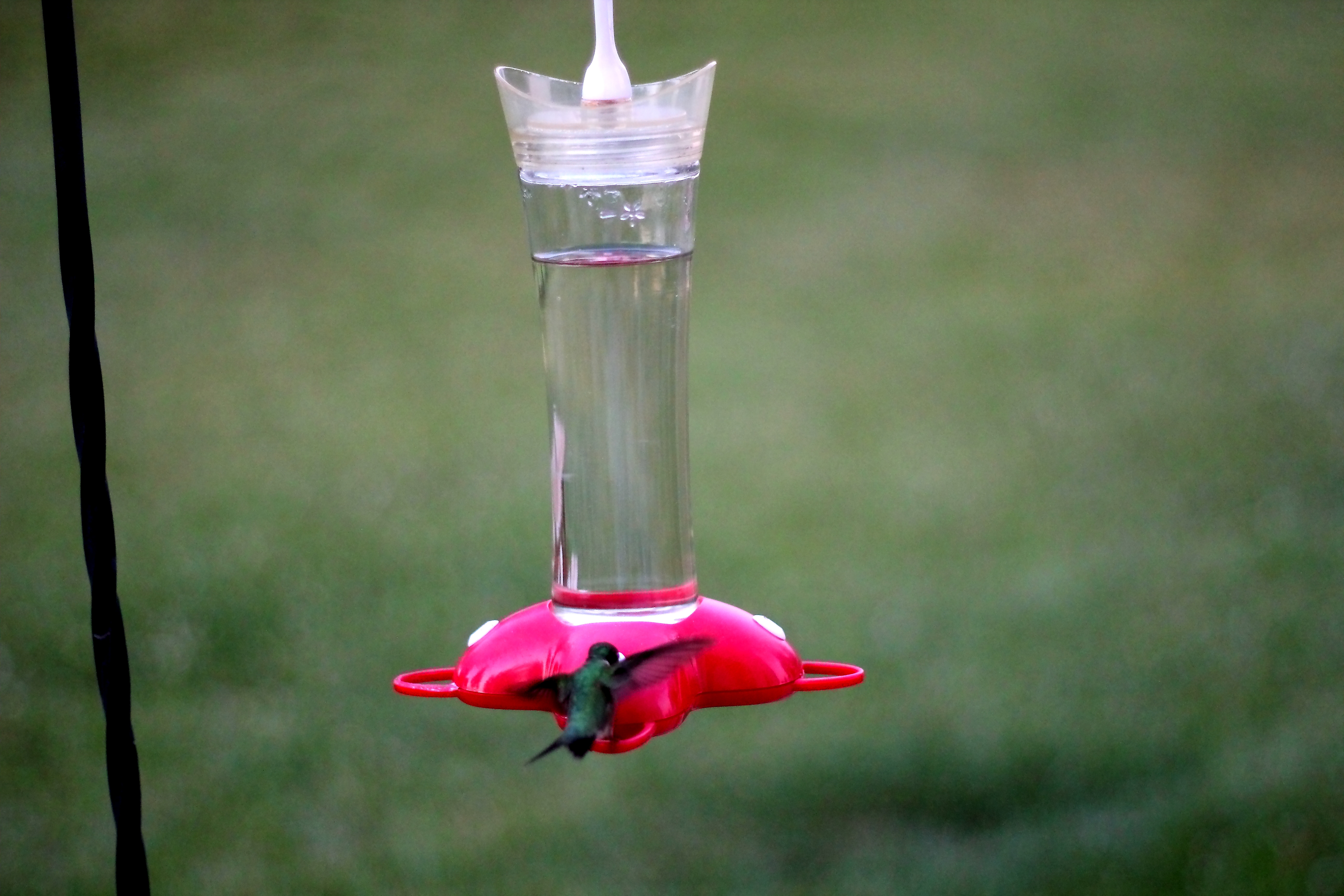 Best ideas about DIY Hummingbird Food
. Save or Pin How To Make Homemade Hummingbird Food Now.