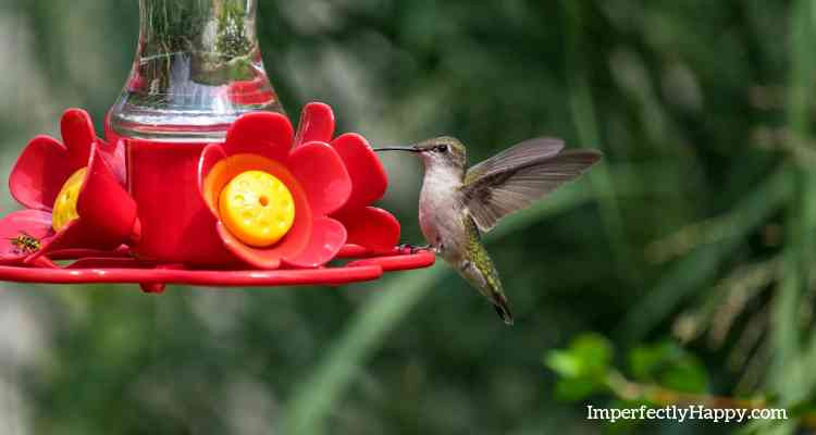 Best ideas about DIY Hummingbird Food
. Save or Pin Hummingbird Food How To Make Your Own the Imperfectly Now.