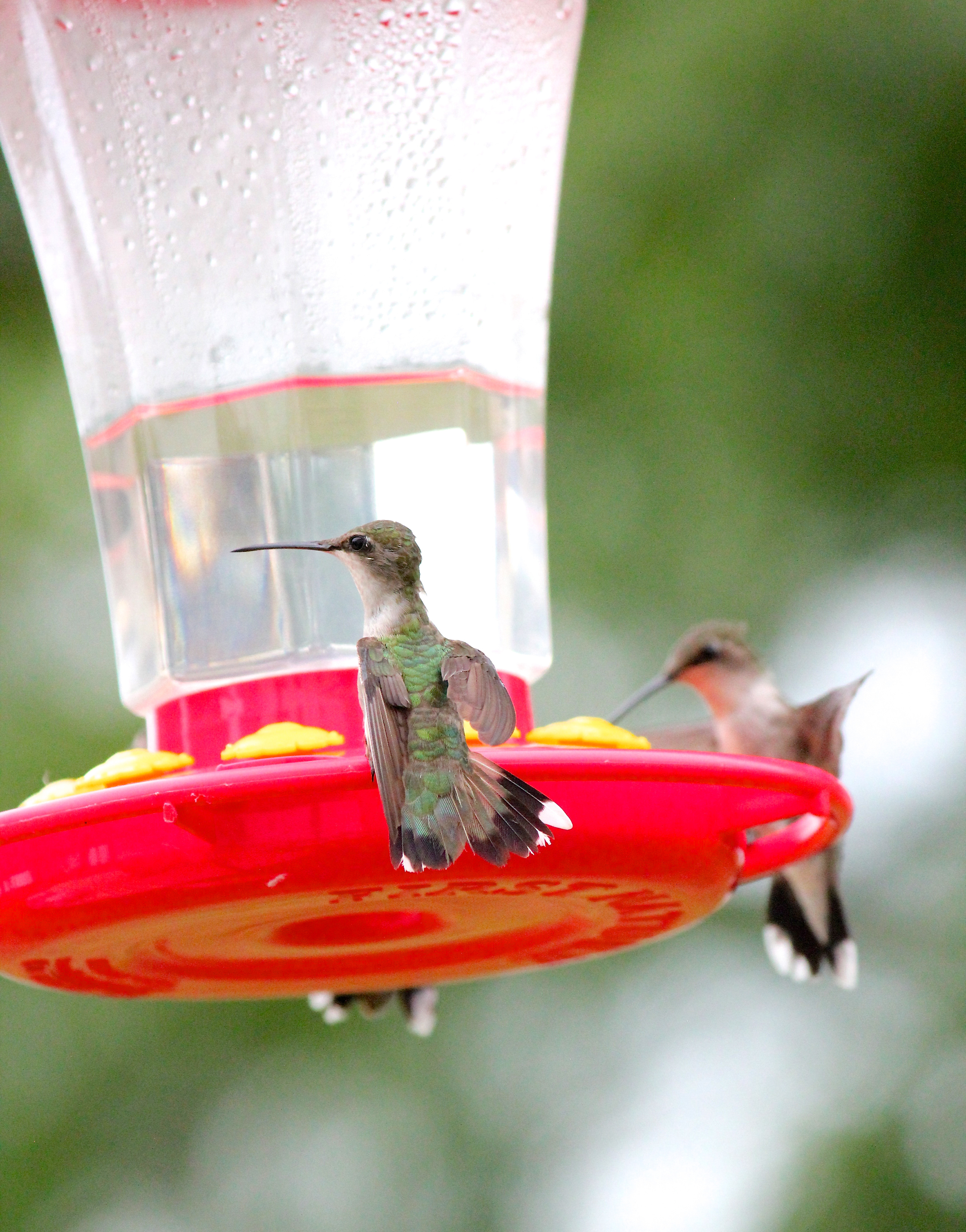 Best ideas about DIY Hummingbird Food
. Save or Pin How To Make Homemade Hummingbird Food Now.