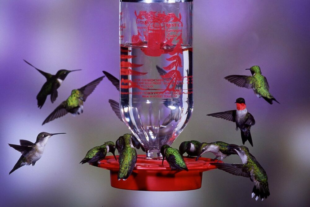 Best ideas about DIY Hummingbird Food
. Save or Pin Best 1 32oz Hummingbird Feeder New Free Shipping Now.