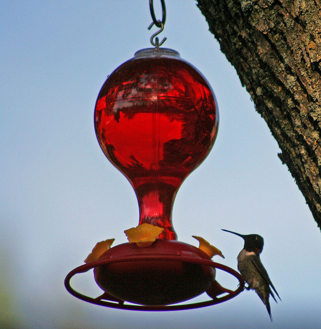 Best ideas about DIY Hummingbird Food
. Save or Pin The Perfect Hummingbird Food Recipe Now.