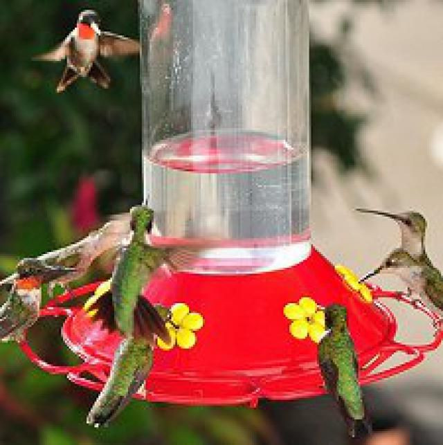 Best ideas about DIY Hummingbird Nectar
. Save or Pin Best 25 Hummingbird feeder homemade ideas on Pinterest Now.