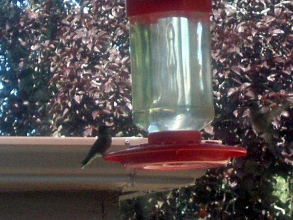 Best ideas about DIY Hummingbird Nectar
. Save or Pin Hummingbird Nectar Recipe Food Now.
