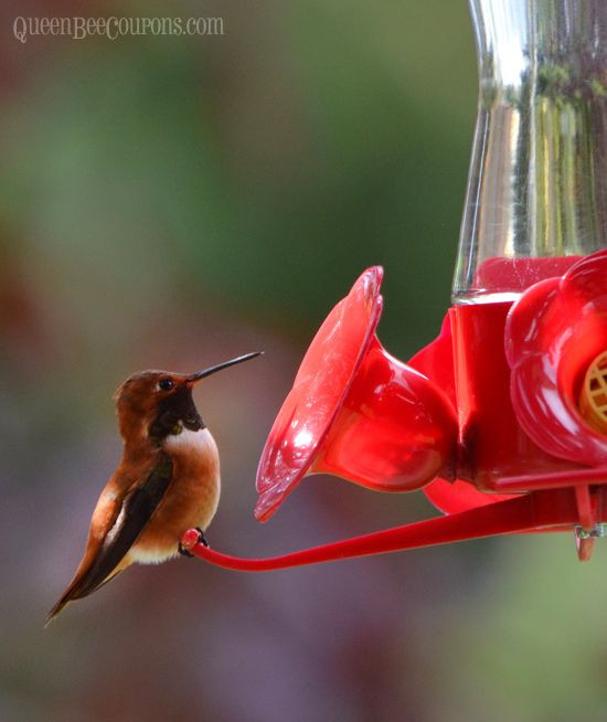 Best ideas about DIY Hummingbird Nectar
. Save or Pin Best 25 Homemade Hummingbird Nectar ideas on Pinterest Now.