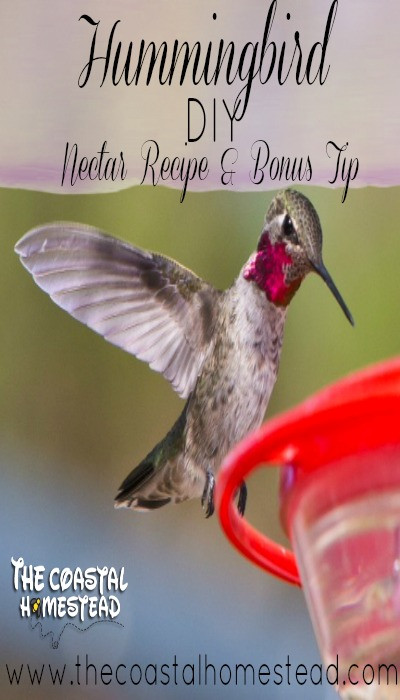 Best ideas about DIY Hummingbird Nectar
. Save or Pin DIY Hummingbird Nectar Recipe & Bonus Tip The Coastal Now.