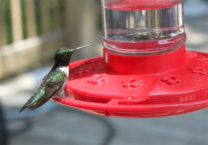Best ideas about DIY Hummingbird Nectar
. Save or Pin Homemade Hummingbird Nectar Recipe Now.