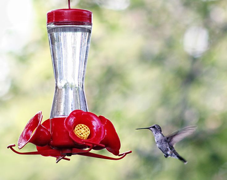 Best ideas about DIY Hummingbird Nectar
. Save or Pin 264 best images about Rustic Garden Decor on Pinterest Now.