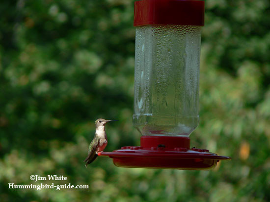 Best ideas about DIY Hummingbird Nectar
. Save or Pin Hummingbird Nectar Recipe How to make homemade Now.