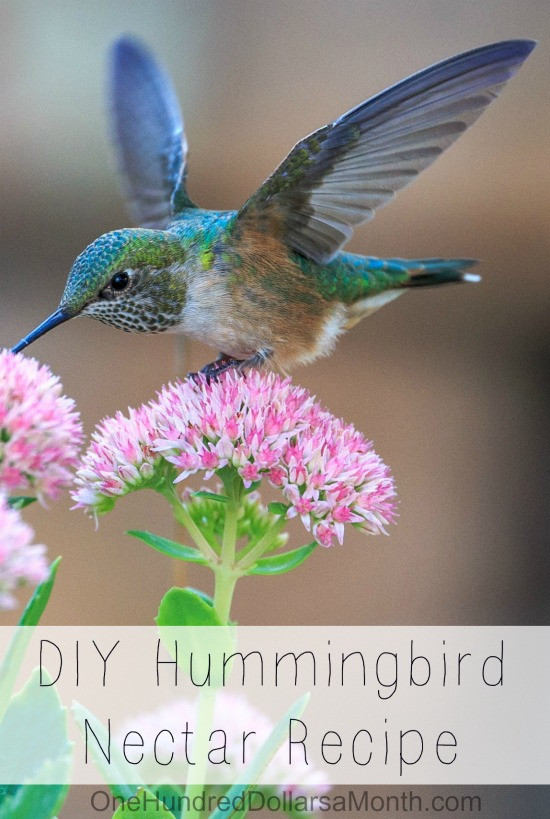 Best ideas about DIY Hummingbird Nectar
. Save or Pin DIY Hummingbird Nectar Recipe e Hundred Dollars a Month Now.