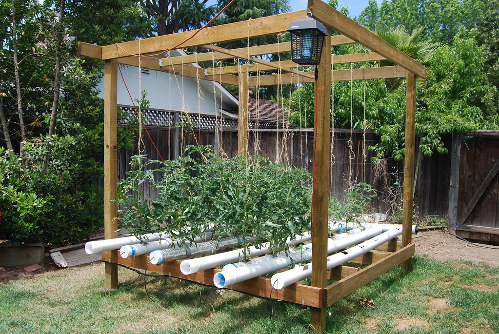 Best ideas about DIY Hydroponic Plans
. Save or Pin Hydroponic Tomatoes Kathy Kimpel Now.