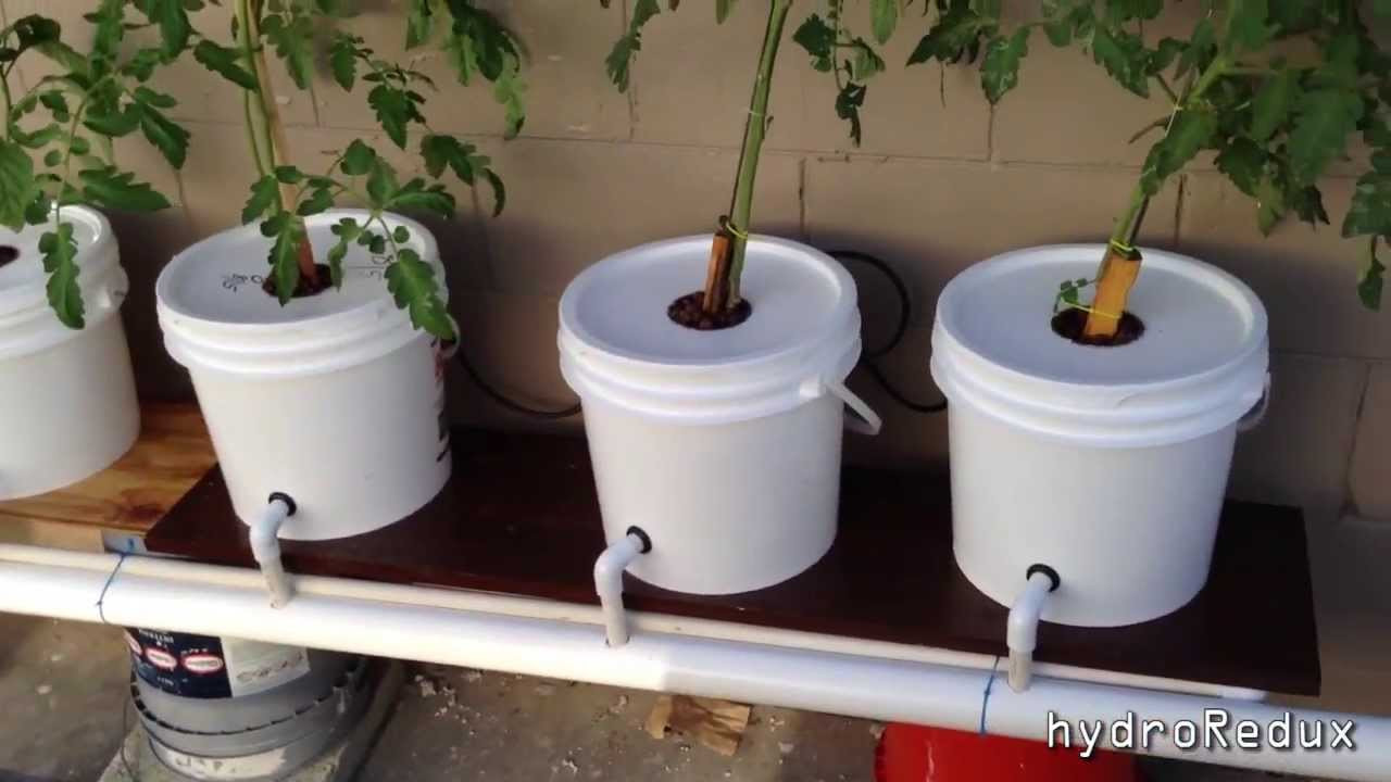 Best ideas about DIY Hydroponic Systems Plans
. Save or Pin Cheap DIY Bato Dutch Bucket Hydroponic System Now.