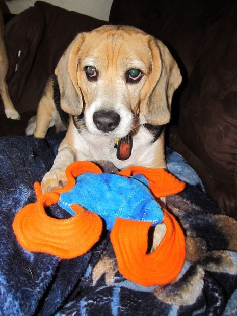 Best ideas about DIY Indestructible Dog Toys
. Save or Pin Hopefully Indestructible Stuffed Dog Toy Now.