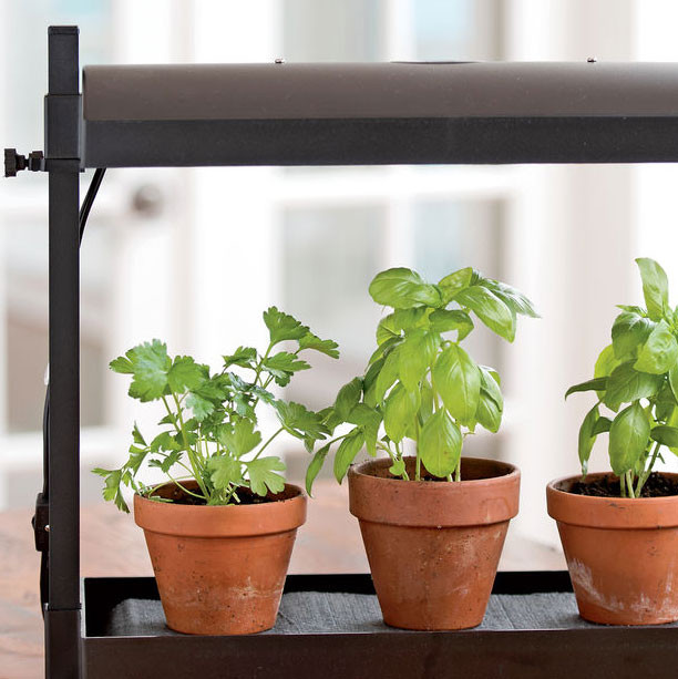 Best ideas about DIY Indoor Herb Garden With Grow Light
. Save or Pin Best Herbs for Growing Indoors Now.