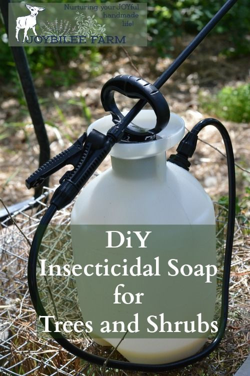 Best ideas about DIY Insecticidal Soap
. Save or Pin DiY Insecticidal Soap for Trees and Shrubs Now.
