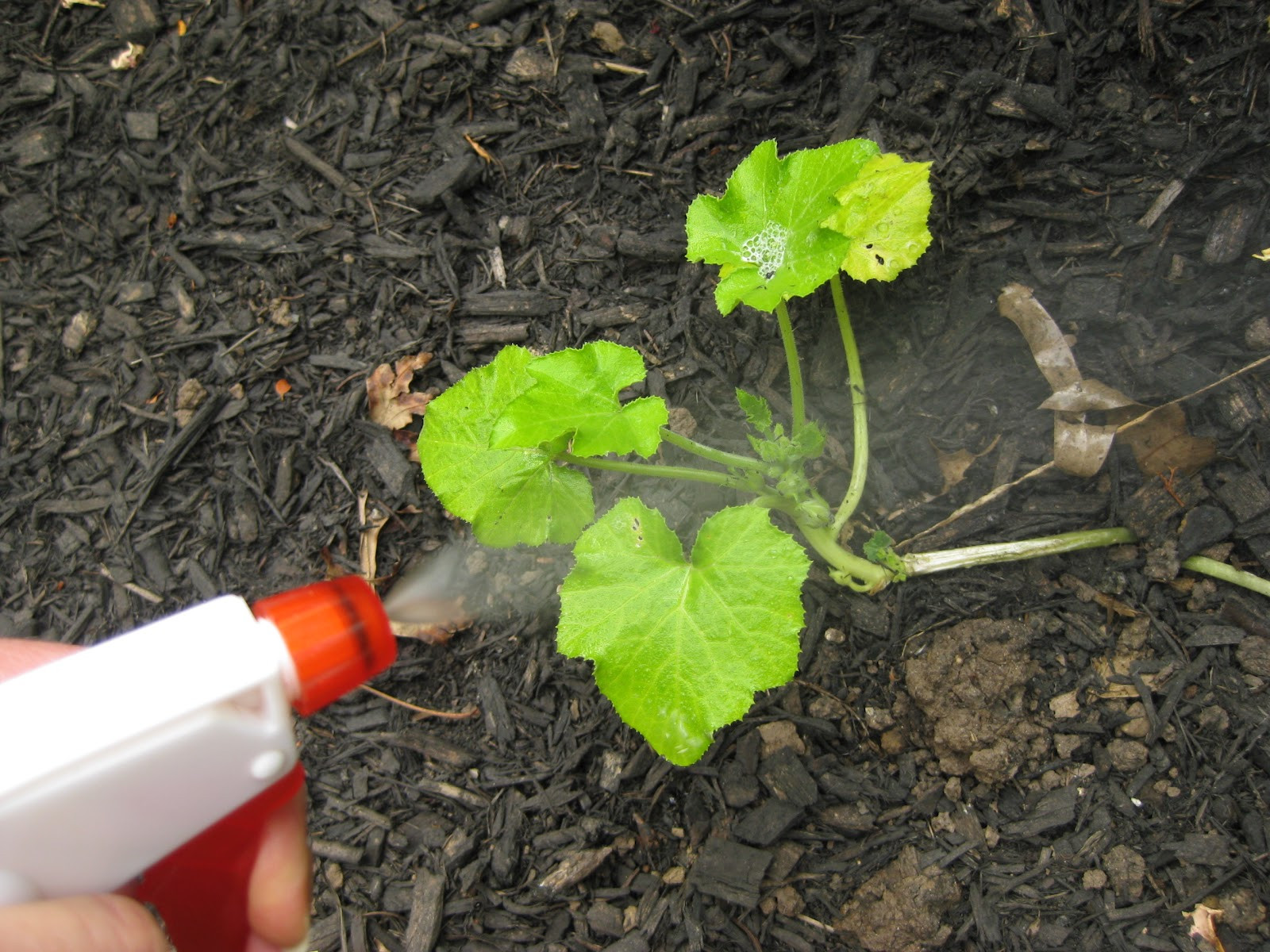 Best ideas about DIY Insecticidal Soap
. Save or Pin Sweet Peas and Pumpkins Homemade Earth Friendly Now.