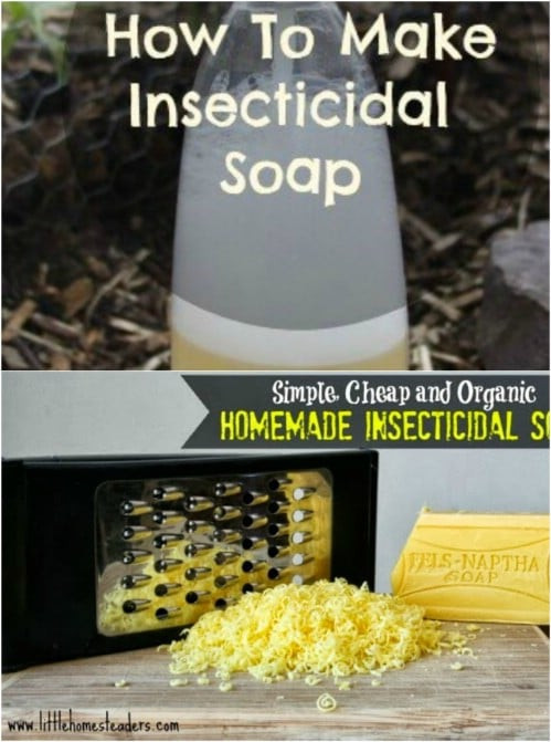 Best ideas about DIY Insecticidal Soap
. Save or Pin 10 Homemade Insecticides That Keep Your Garden Pest Free Now.