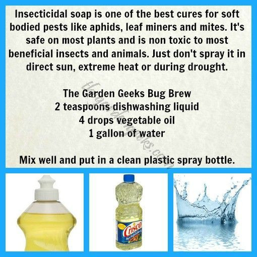 Best ideas about DIY Insecticidal Soap
. Save or Pin Soaps Plants and Homemade insecticide on Pinterest Now.