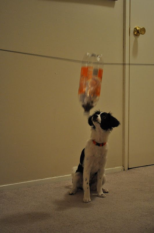 Best ideas about DIY Interactive Dog Toys
. Save or Pin Best 25 Interactive dog toys ideas on Pinterest Now.