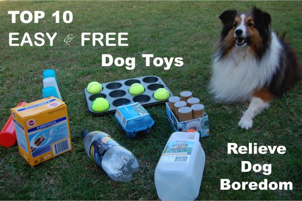 Best ideas about DIY Interactive Dog Toys
. Save or Pin 17 Best ideas about Dog Enrichment on Pinterest Now.