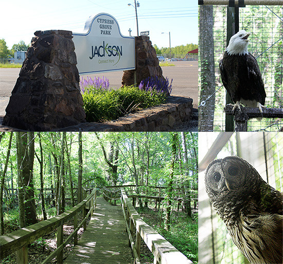 Best ideas about DIY Jackson Tn
. Save or Pin Southern Mom Loves Things To Do Cypress Grove Nature Now.