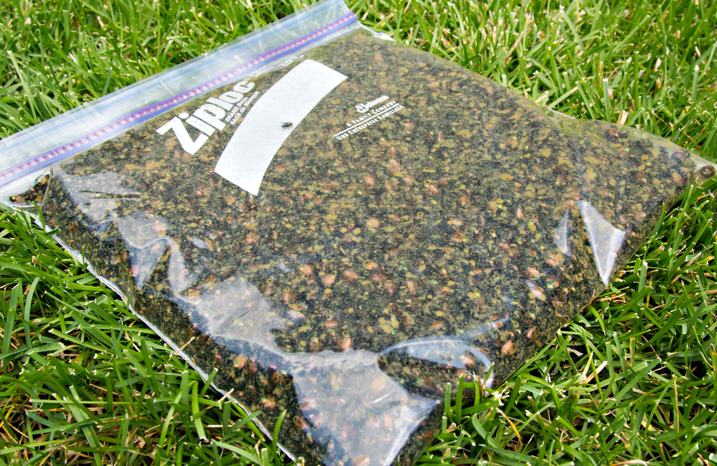 Best ideas about DIY Japanese Beetle Trap
. Save or Pin Homemade Japanese Beetle Traps Now.